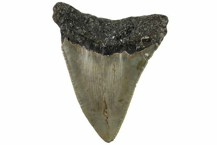 Bargain, 3.13" Fossil Megalodon Tooth - North Carolina